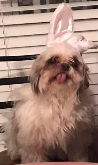 A shitzhu dog wears bunny ears and has the tongue out.