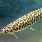 Florida gar (long narrow spotted fish with a "beak"/""saw-like" mouth.