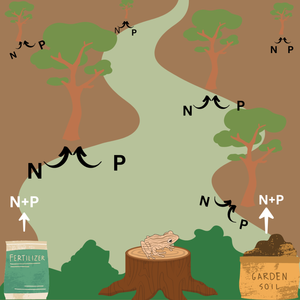 Cartoon trees absorb nitrogen and phosphorous from agricultural run off.