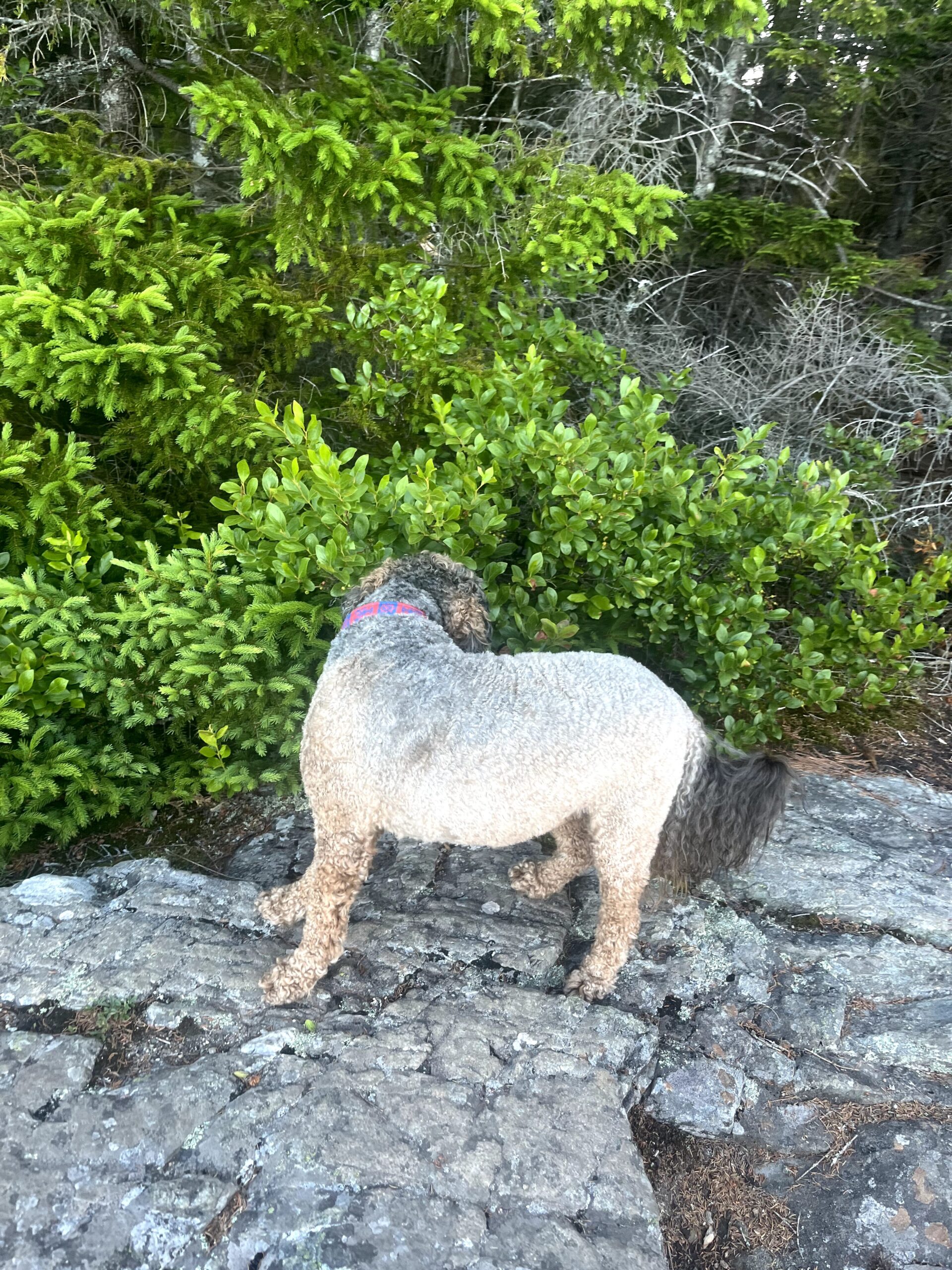 Fun fact: we saw so many dogs on our hikes, all the goodest of fluffs!