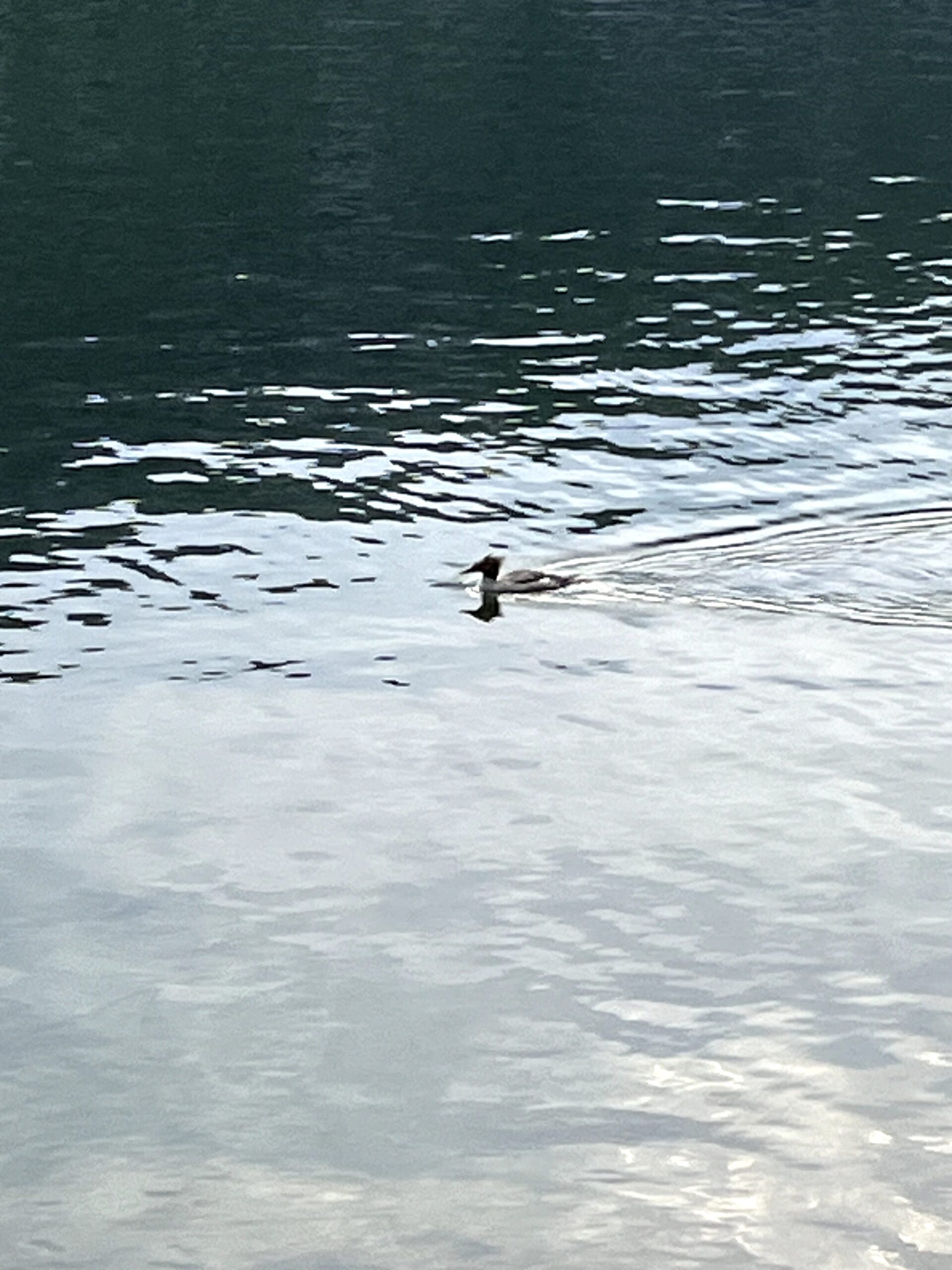 A loon!