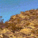 BIG HORN SHEEP!!!